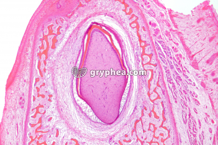 Germe dentaire x10 - gryphea.com